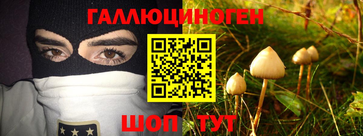 Псилоцибиновые грибы Cubensis Псков